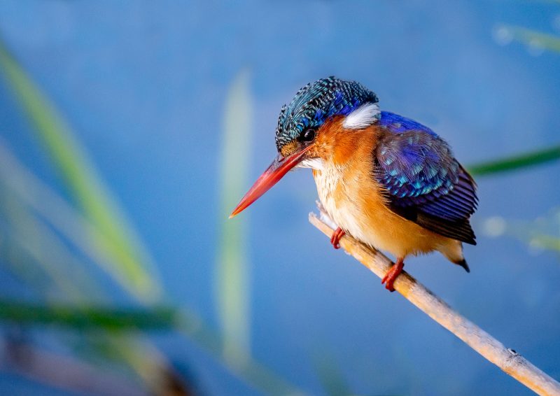 kingfisher photographed in africa