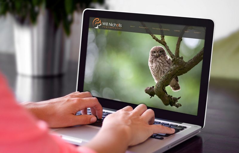 owl photo on a photographers website