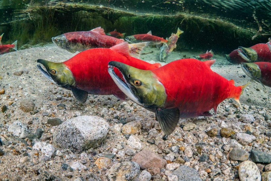 How to Photograph the Salmon Run - Nature TTL