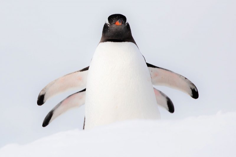 Penguins walk in single file with their wings out