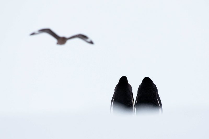 two penguin stand side by side in the snow looking away from the camera at a flying bird (skua)