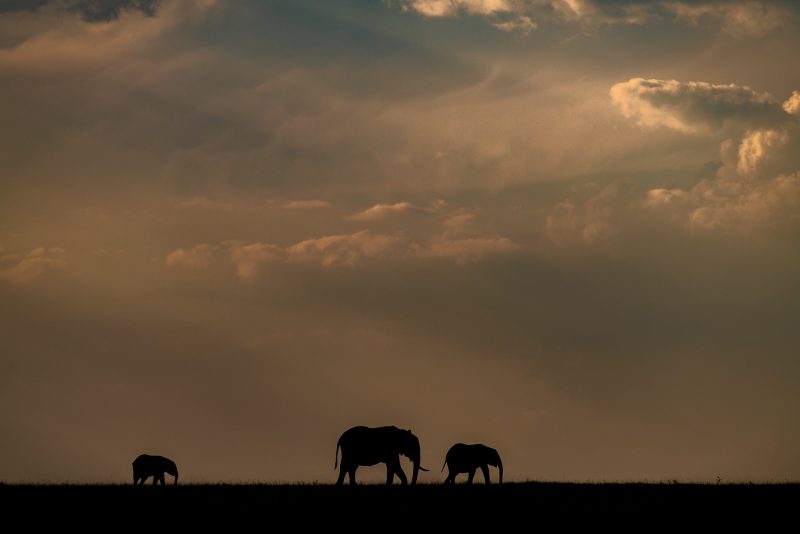 Photograph of 3 elephants silhouetted agains a cloudy sunset sky