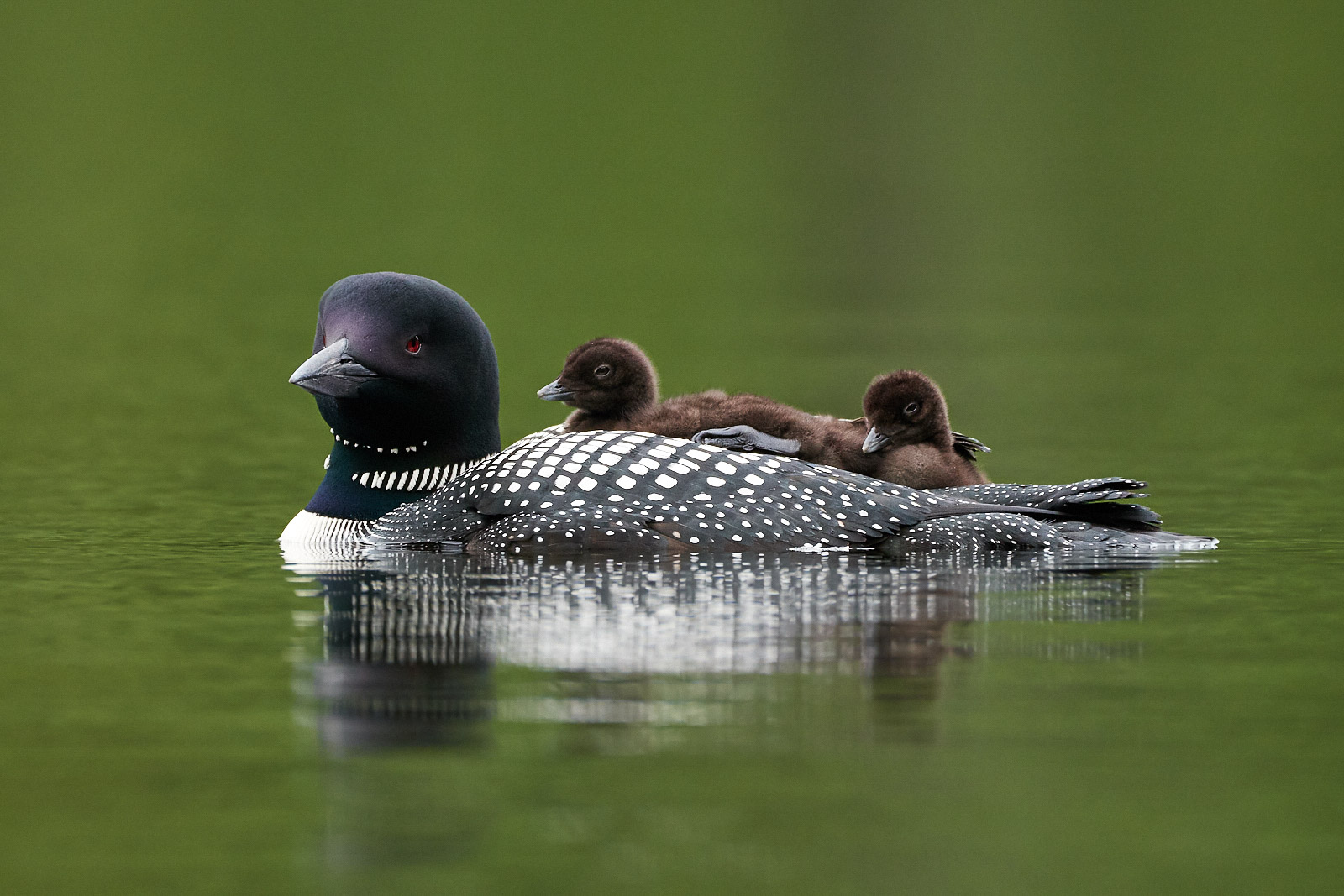 How to Photograph Wildlife in Acadia National Park, USA Nature TTL