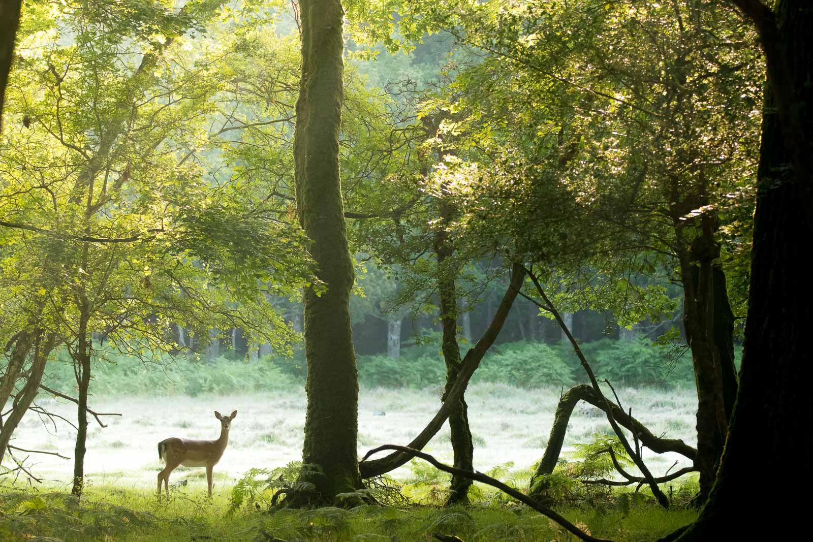 How to Photograph Wildlife in the New Forest National Park Nature TTL