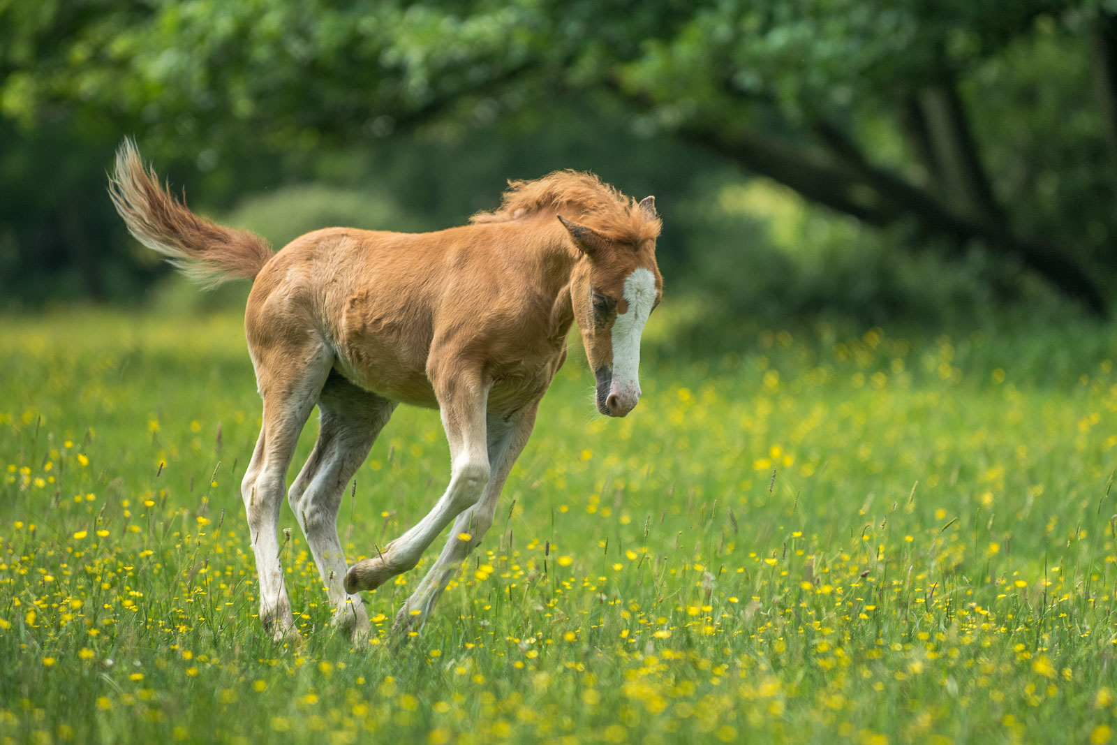 How to Photograph Wildlife in the New Forest National Park Nature TTL