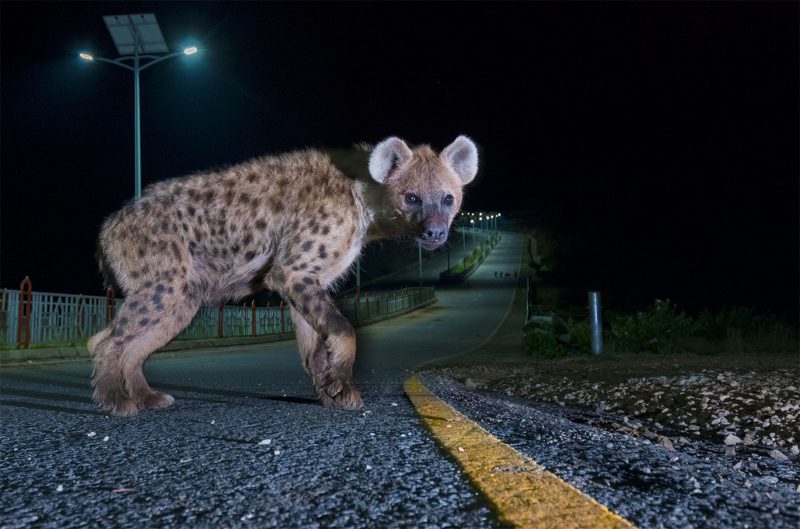 hyena urban wildlife Sam Rowley