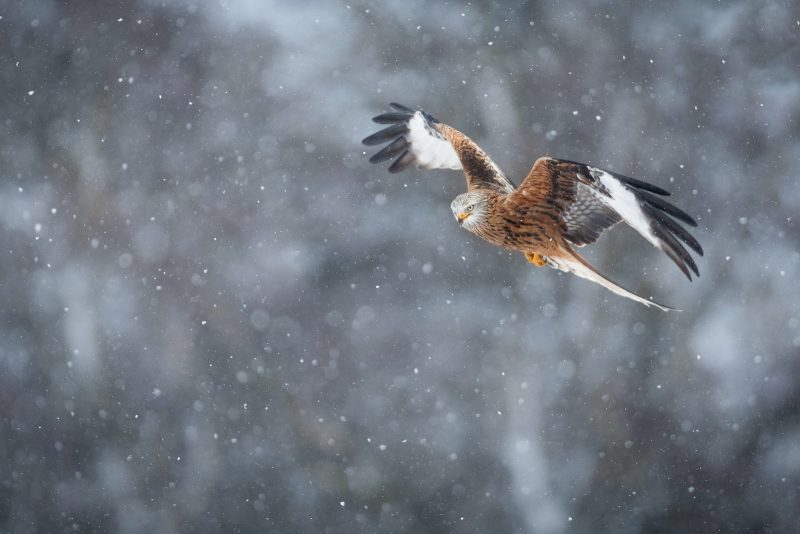 A red kite flies through snow