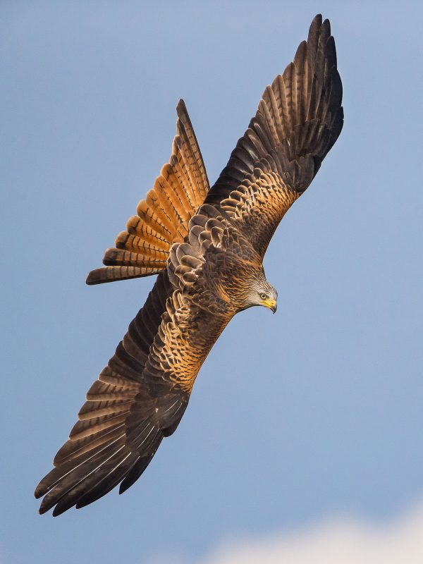 Red Kite soaring down