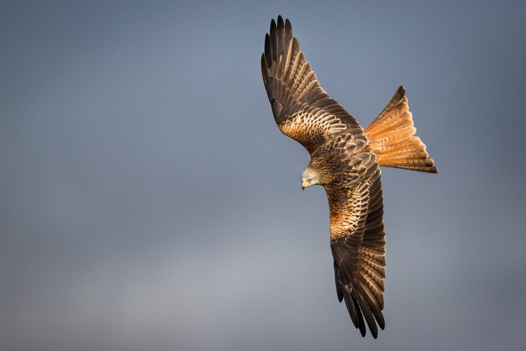 How to Photograph Red Kites Nature TTL