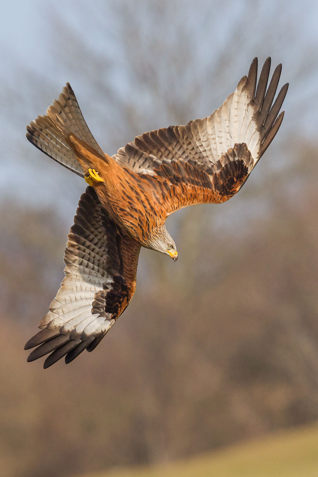 How To Photograph Red Kites Nature TTL
