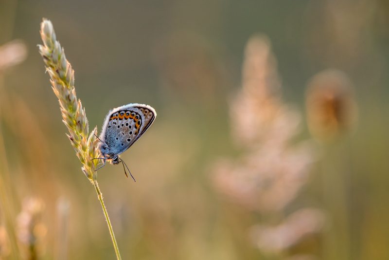 A male silver-studded blue butterfly roosts on grass at Upton Towans