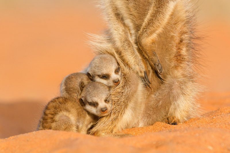 Baby meerkats cuddling against an adult