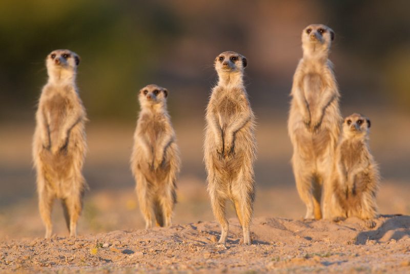 Meerkat family sun bathing