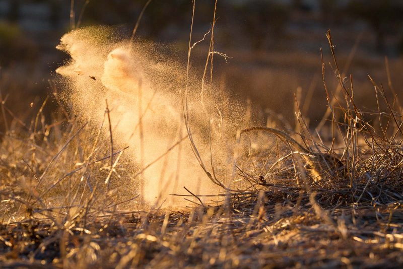 Sand thrown up by a Meerkat digging