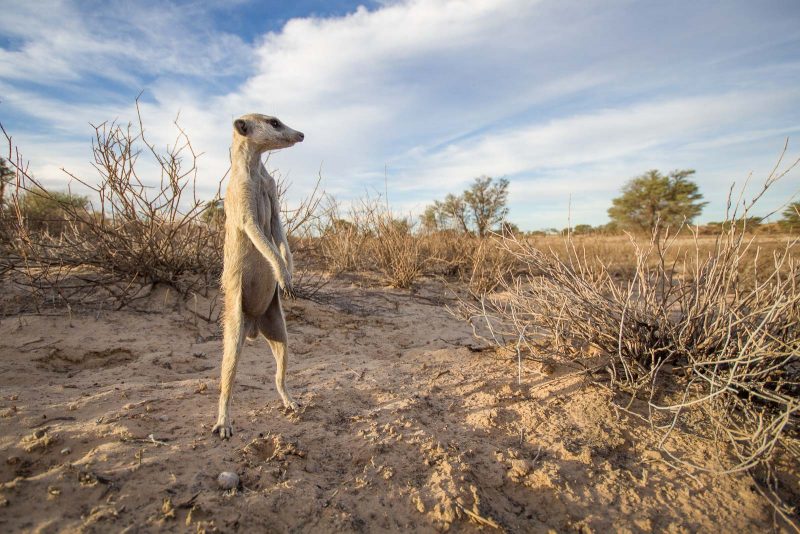 Wide angle photo of a meerkat standing gaurd