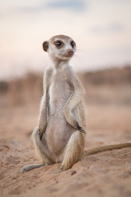 how to photograph meerkats