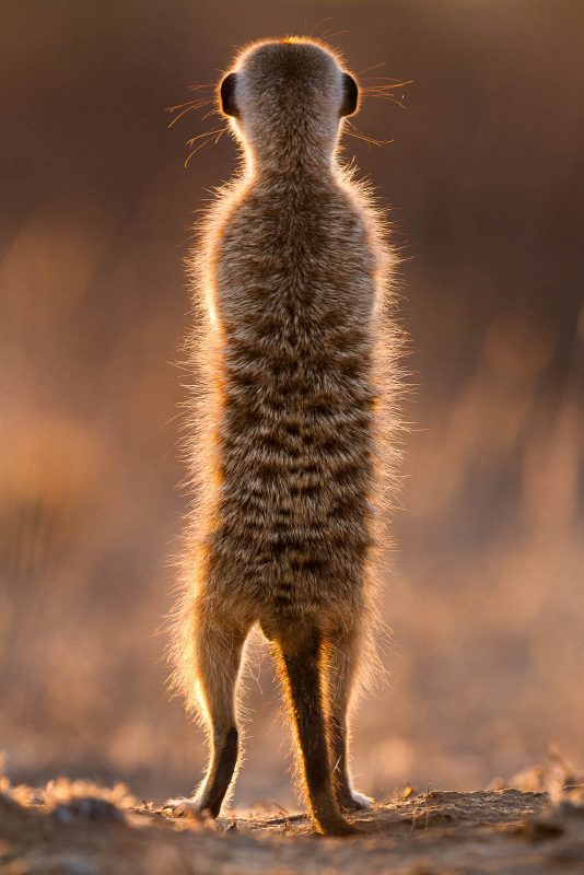 Back-lit meerkat photographed from behind