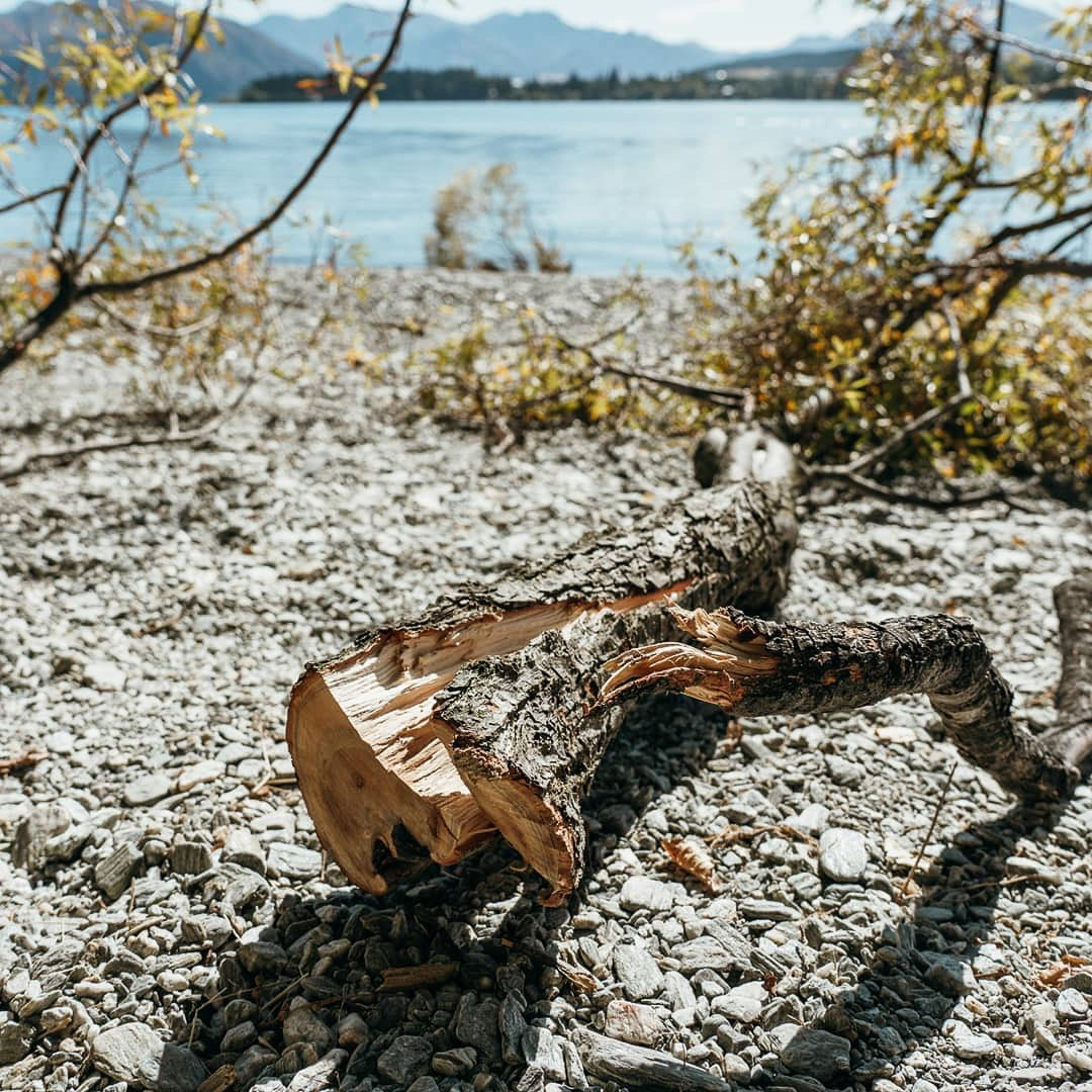 Branches Cut From Famous Wanaka Tree in New Zealand Nature TTL
