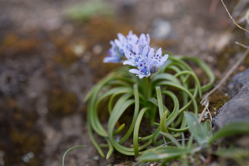 Spring Squill Flowers, Cornwall, UK 