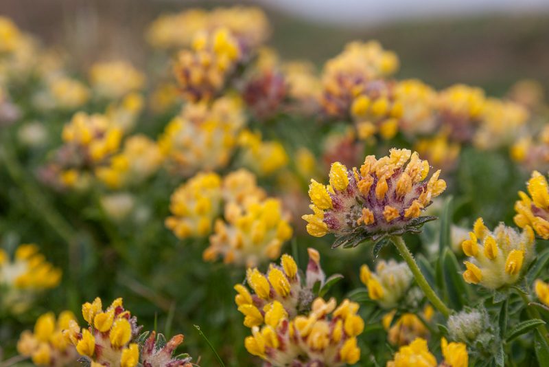 Yellow kidney vetch flowers