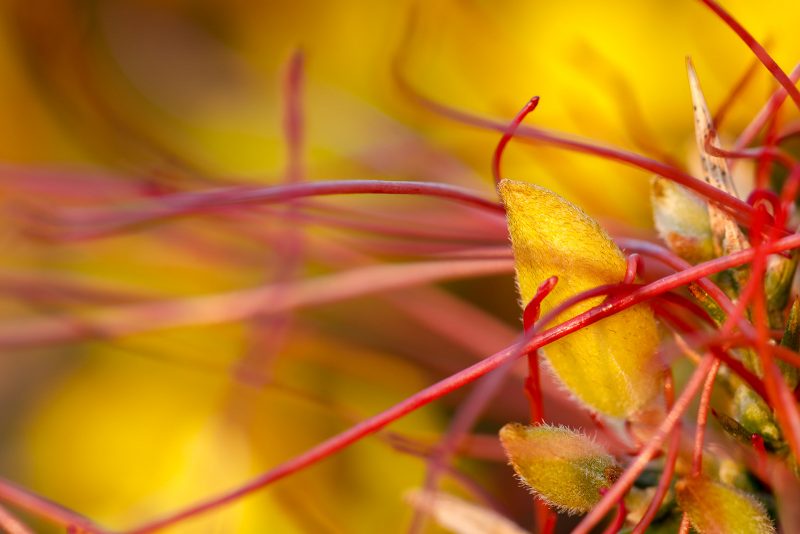 Common dodder