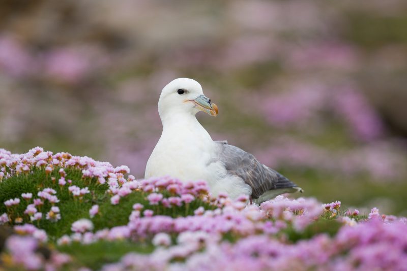 Fulmar in pink thrift flowers