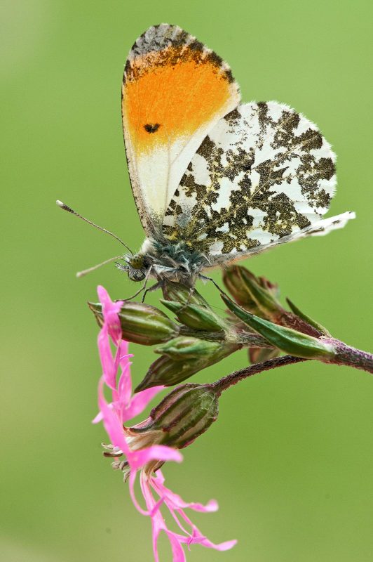 Butterfly Macro