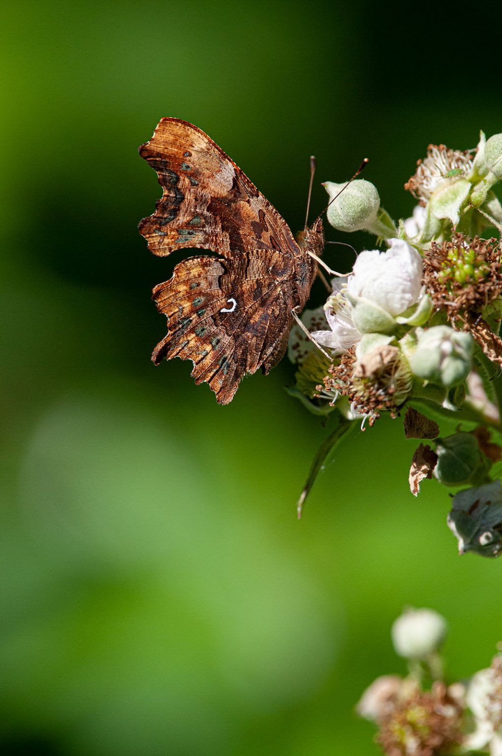 Ideas for Garden Nature and Wildlife Photography - Nature TTL