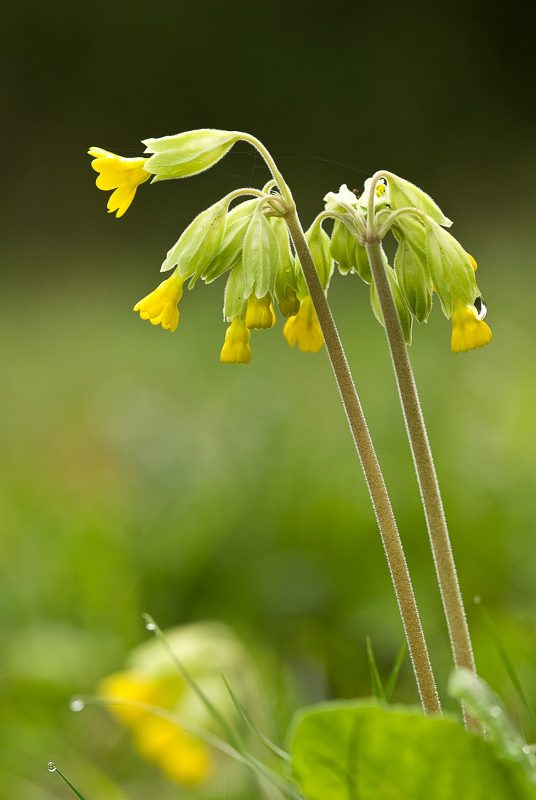 Spring flowers