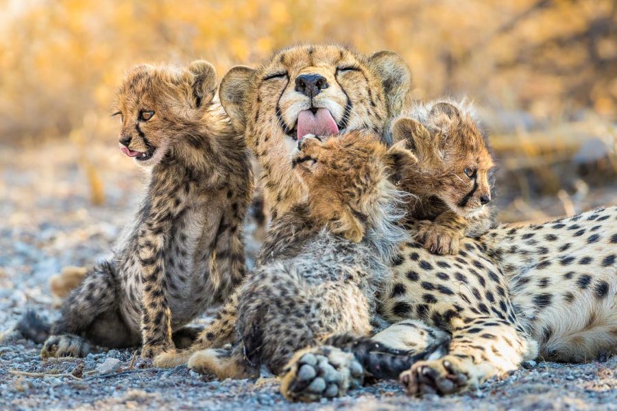 Remembering Cheetahs Raises £100,000 in Just 3 Weeks - Nature TTL