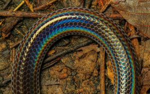 How to Photograph Snakes | Nature TTL