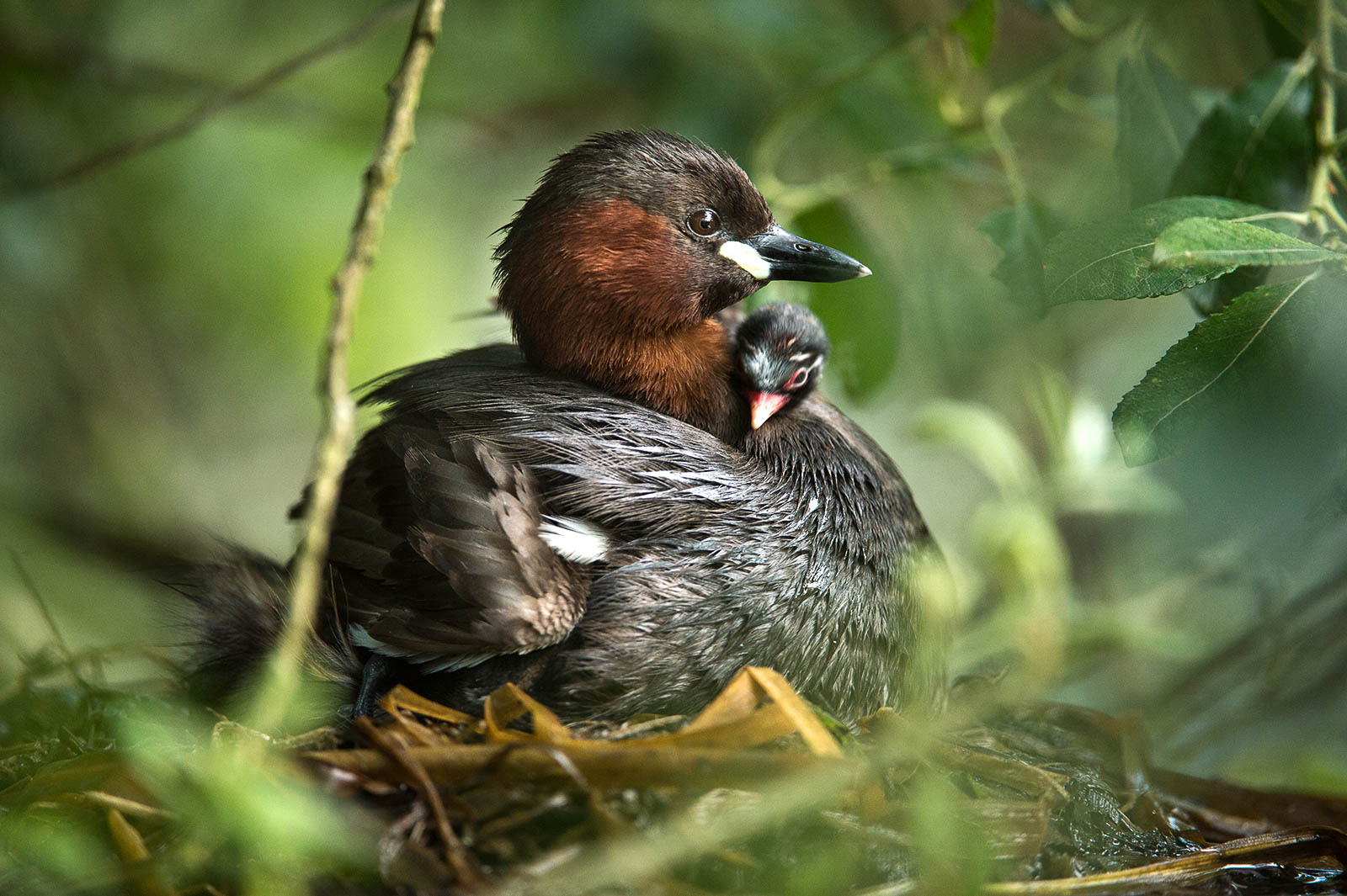 How to Photograph Nesting Birds Nature TTL