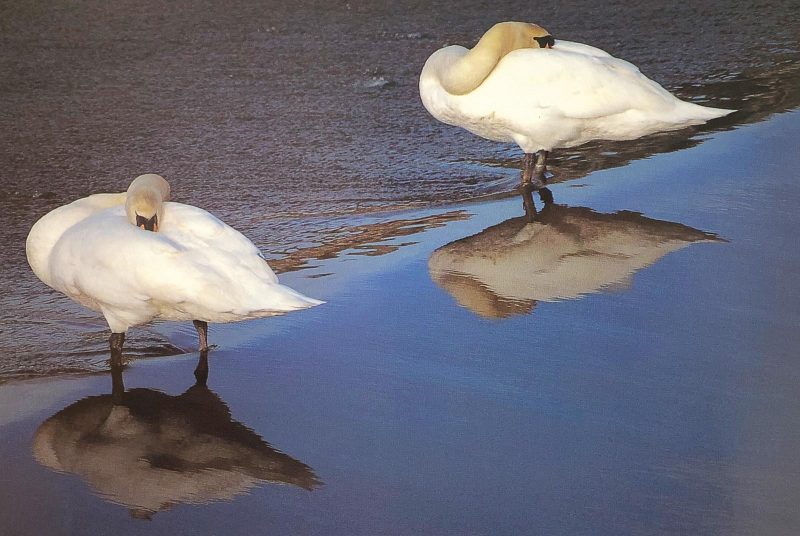 Swan reflection