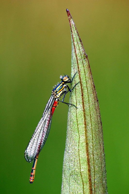 Damselfly