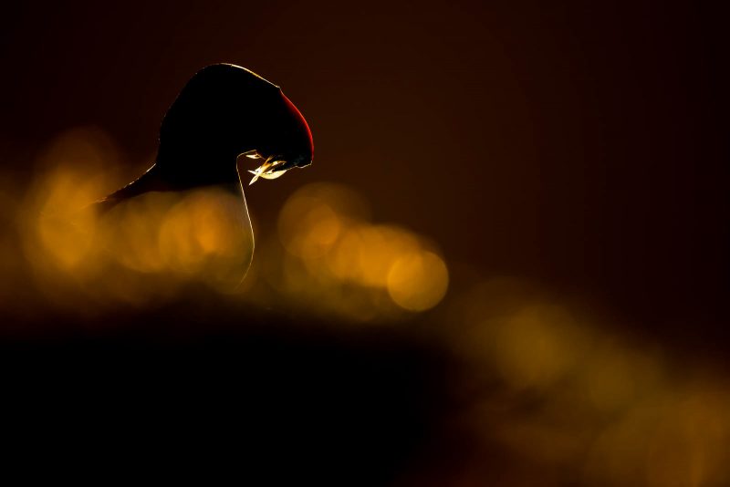 backlighting puffins