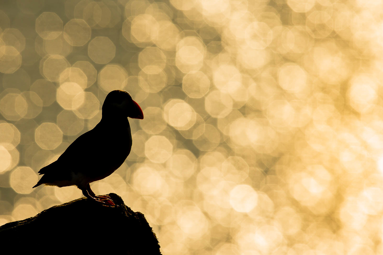 Backlighting in Wildlife Photography Creative Use of Light Nature TTL