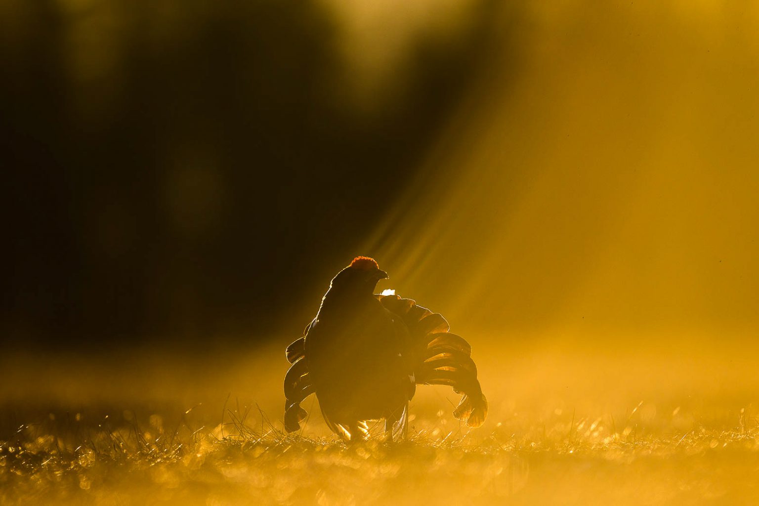 Backlighting in Wildlife Photography Creative Use of Light Nature TTL