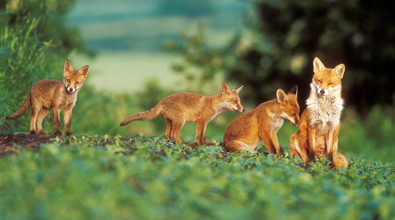 Fox family