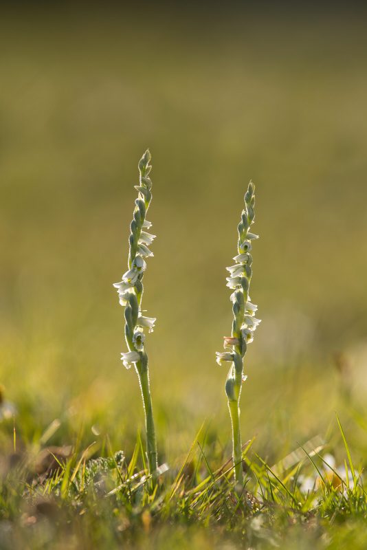 Autumn Lady’s-tresses