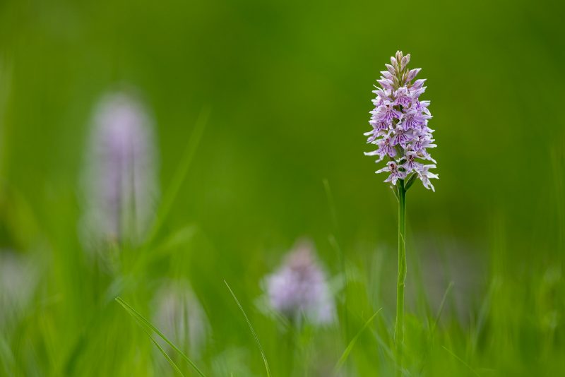 Common Spotted Orchids