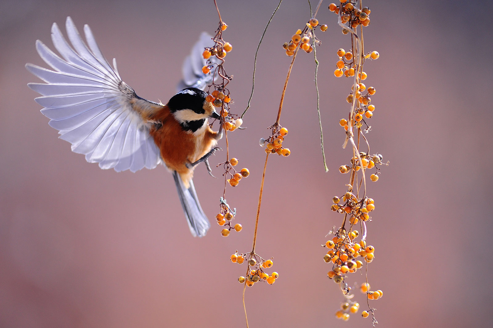Weekly Photography Assignment Birds Feeding Nature TTL