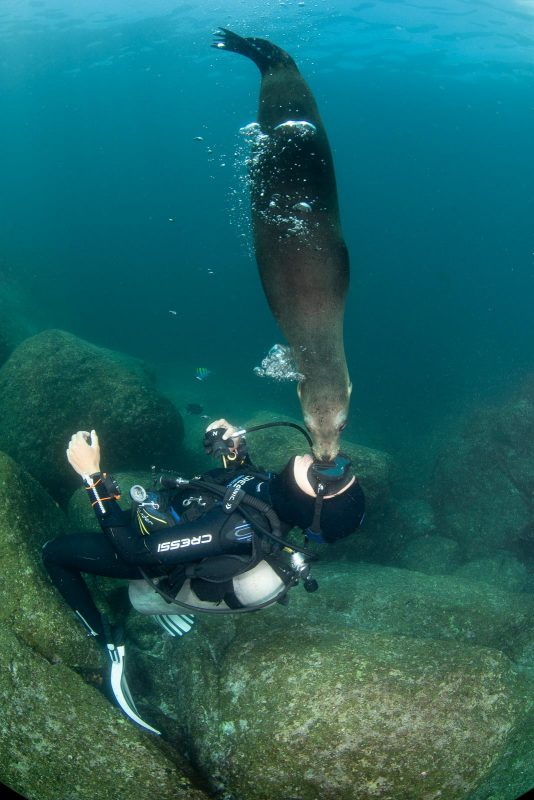 Putting the 'See' in Sea Lions - ReVision