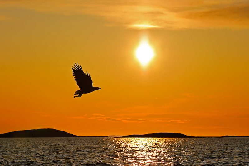 white tailed sea eagle silhouette against sunset