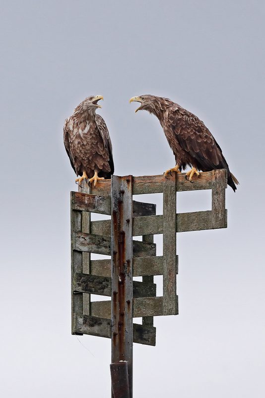 Pair of white tailed sea eagles