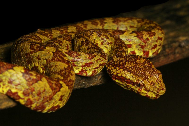 Malabar Pit Viper