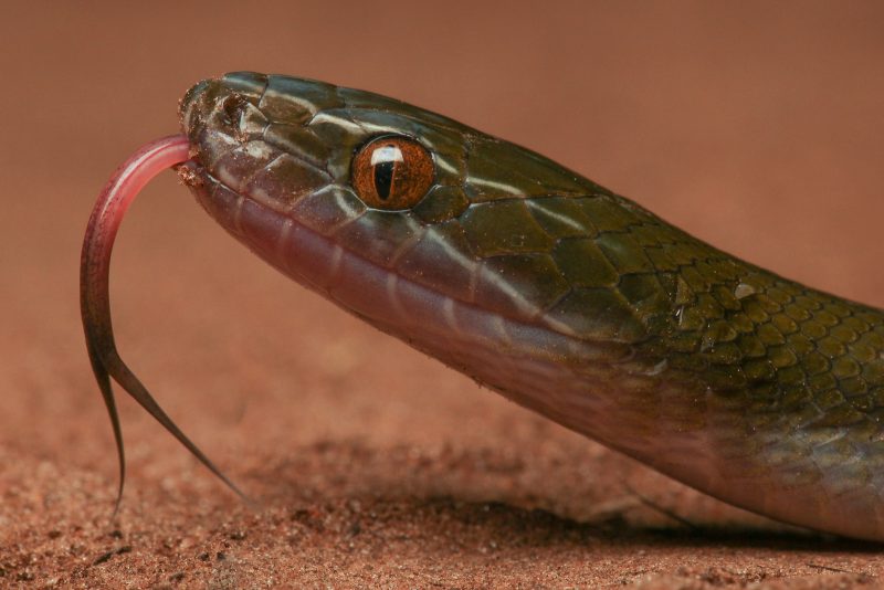 Brown House Snake