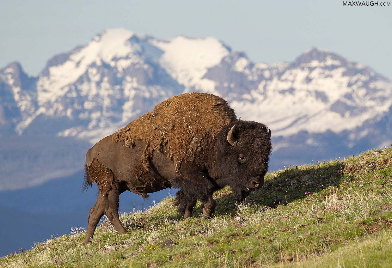 Where to Photograph Wildlife in North America - Nature TTL