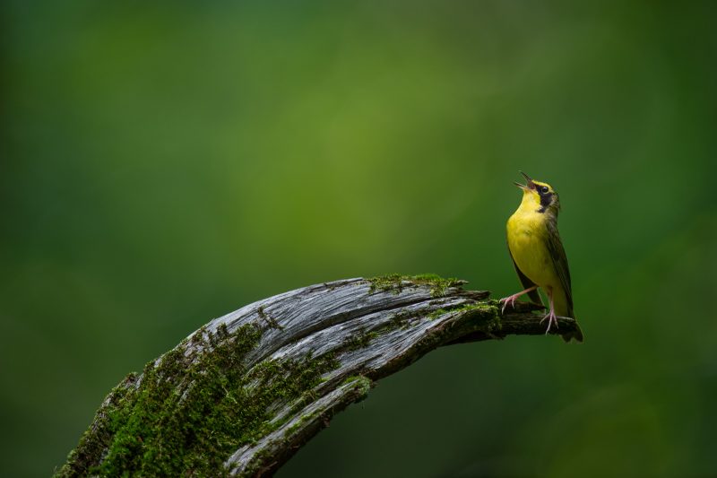 kentucky warbler 