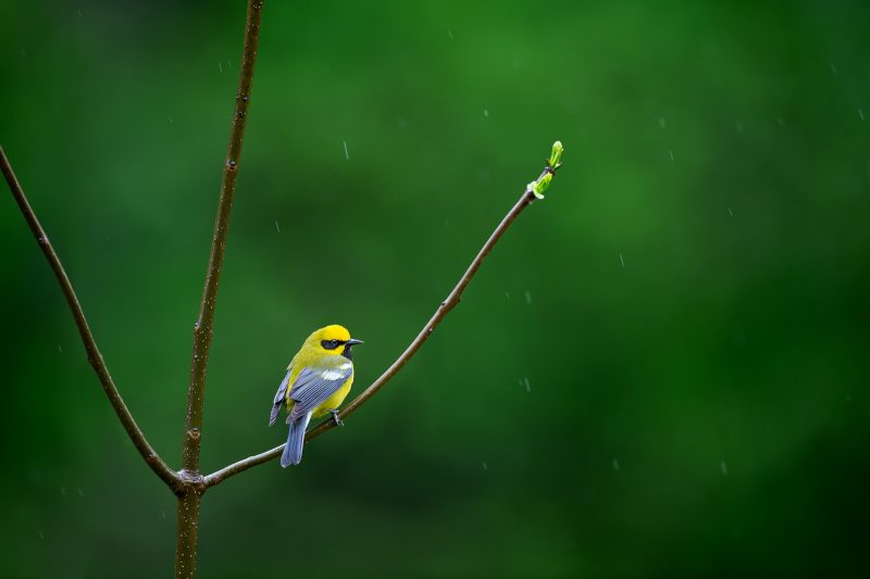 lawrence's warbler 