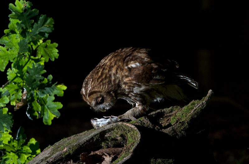 Tawny owl with prey